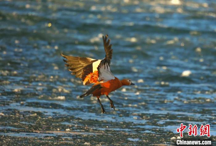 图为赤麻鸭贴着水面飞行。　白日丁布江才 摄
