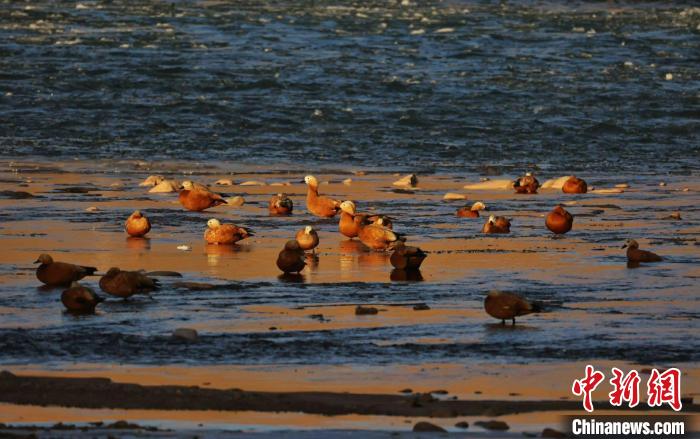图为赤麻鸭们蜷伏岸边享受日光浴。　白日丁布江才 摄