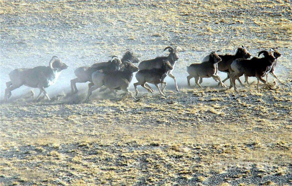 这是奔跑在羌塘国家级自然保护区的国家二级保护动物盘羊。（唐召明2006年摄）.jpg