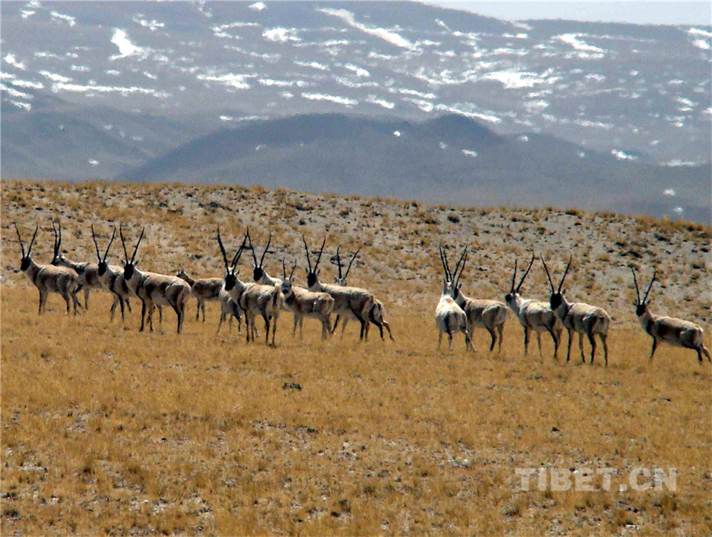 这是生活在羌塘国家级自然保护区的国家一级保护动物藏羚羊。（唐召明2006年摄.jpg
