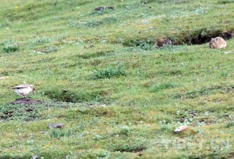 这是一只褐背地鸦（左）与鼠兔（右）同在一起觅食（唐召明2019年8月5日摄）。.jpg